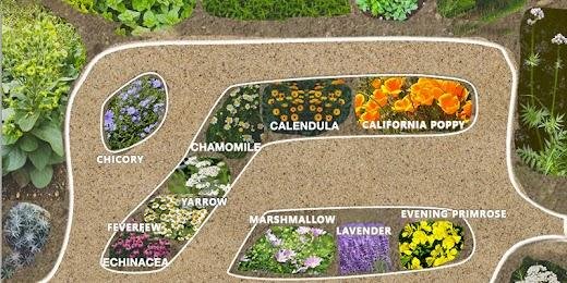 Medicinal garden layout showing 10 healing herbs growing in a backyard pharmacy garden